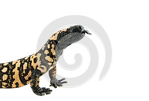 Gila Monster with tongue out isolated on white backdrop