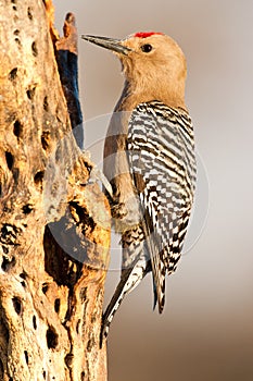 Gila Woodpecker