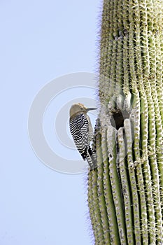 Gila Woodpecker photo