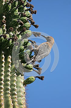 gila woodpecker photo