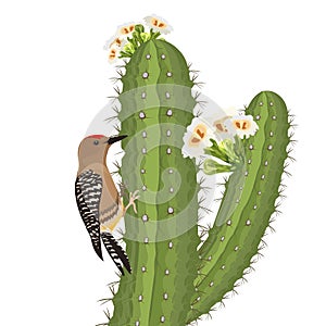 Gila woodpecker bird on saguaro cactus in desert wildlife. Vector