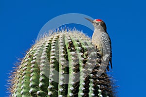 Gila Woodpecker photo