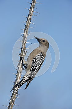 Gila woodpecker, Melanerpes uropygialis