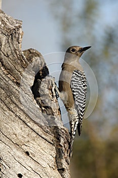 Gila woodpecker, Melanerpes uropygialis