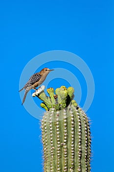 Gila Woodpecker, Melanerpes uropygialis