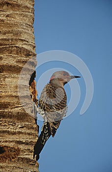 Gila Woodpecker (Melanerpes uropygialis) on tree trunk