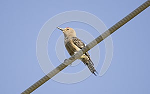 Gila Woodpecker perched on power line, Tucson Arizona desert