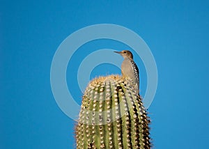 Gila woodpecker perching on a cactus