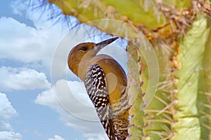 Gila Woodpecker on a Saguaro cactus photo