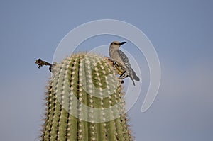 Gila Woodpecker on Saguaro Cactus, Tucson Arizona desert