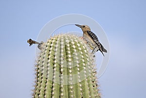 Gila Woodpecker on Saguaro Cactus in Tucson Arizona desert