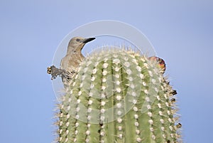 Gila Woodpecker on Saguaro Cactus, Tucson Arizona desert