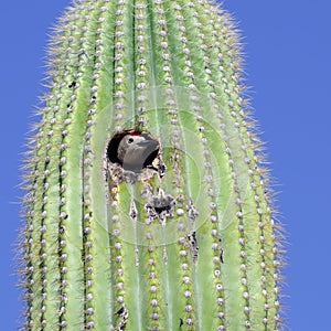 Gila Woodpecker photo