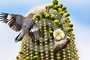 Gila Woodpeckers