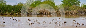 Gilbert Riparian Preserve in Central Arizona, USA, America.