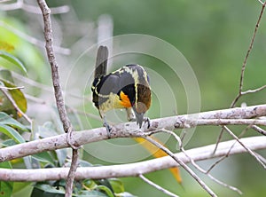 The gilded barbet (Capito auratus) in Colombia