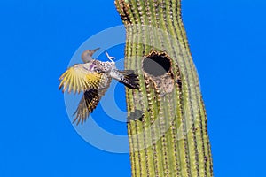 Gilded Flicker