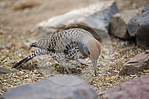 Gilded Flicker, Colaptes chrysoides, foraging on the ground