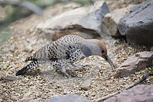 Gilded Flicker, Colaptes chrysoides, foraging on sandy ground
