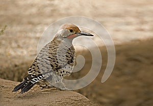 Gilded Flicker, Colaptes chrysoides, in a relaxed pose