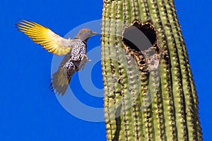 Gilded Flicker