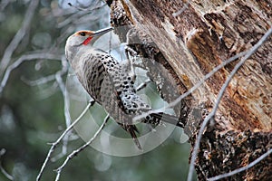 Gilded flicker woodpecker