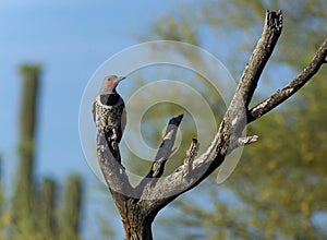 Gilded Flicker Woodpecker