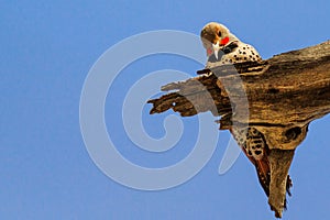 Gilded Flicker woodpecker pecking on dead wood