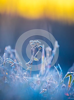 Gilded Frost: Autumn\'s Captive Bloom Embraces the Sunrise.