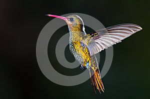 Gilded Hummingbird, (Hylocharis chrysura).