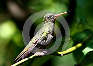 Gilded Hummingbird, Hylocharis chrysura