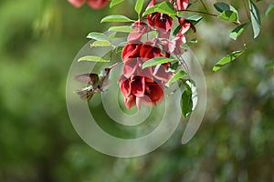 gilded sapphire (Hylocharis chrysura), or gilded hummingbird, with ceibo (Erythrina crista-galli) photo