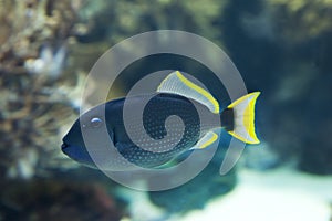 The gilded triggerfish Xanthichthys auromarginatus.