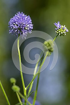 Gilia capitata blue beautiful flowering plant, blue-thimble-flowers in bloom, amazing wildflower