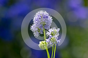 Gilia capitata blue beautiful flowering plant, blue-thimble-flowers in bloom, amazing wildflower