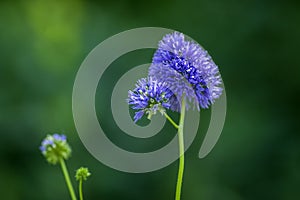 Gilia capitata blue beautiful flowering plant, blue-thimble-flowers in bloom, amazing wildflower