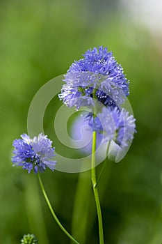 Gilia capitata blue beautiful flowering plant, blue-thimble-flowers in bloom, amazing wildflower