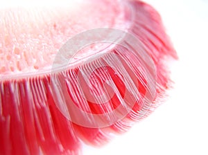 Fish gills