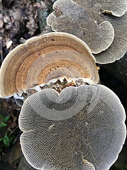 Gilled Polypore