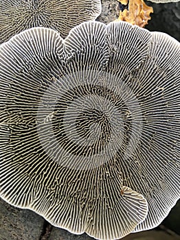 Gilled Polypore