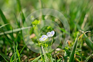 Gilliflower in the grass in the garden during spring flowering. .