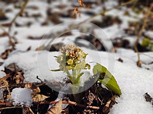 Gilliflower in the grass in the snow during spring flowering. .