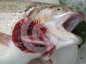 GILLS OF A FRESH DEAD FISH