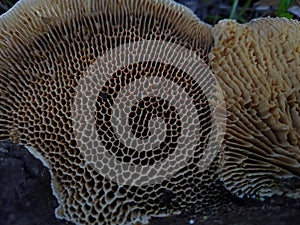 The gills of mushroom (Lamella) close-up view