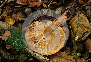 The gills of the Oak Milkcap mushroom or lactarius quietus.. photo