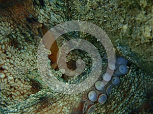 Gills of Ñommon octopus (Octopus vulgaris) close-up undersea, Aegean Sea, Greece, Halkidiki