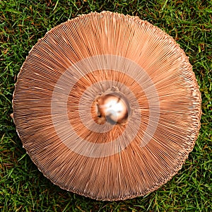 Gills of parasol mushroom