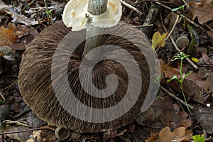 The gills of the toxic  Agaricus placomyces mushroom.