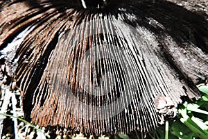Gills on the underside of the cap of a black mushroom, black lump, Lactarius, Russulaceae