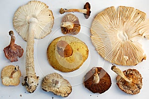 Gills of Wild Mushrooms photo